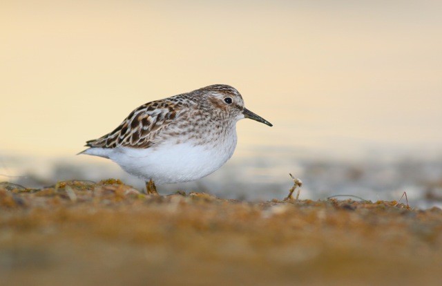 Least Sandpiper - Douglas Faulder