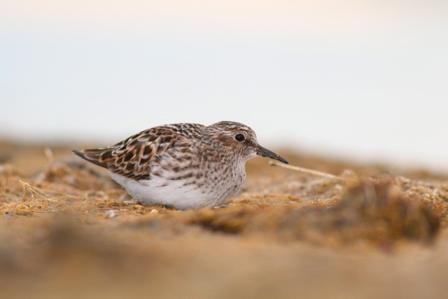 Least Sandpiper - ML44115111