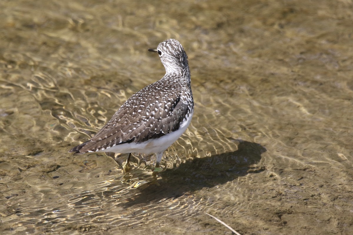 Solitary Sandpiper - ML441151451