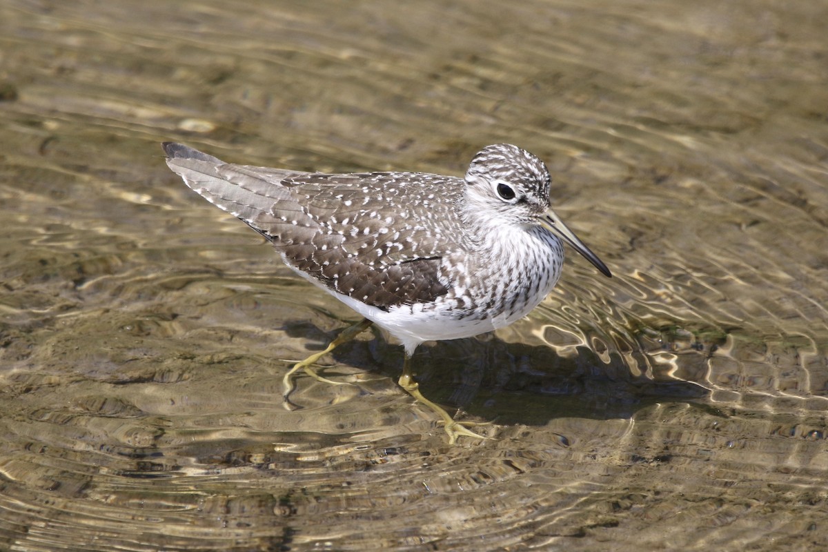 Solitary Sandpiper - David Thompson