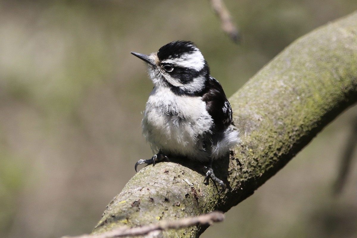 Downy Woodpecker - ML441151511