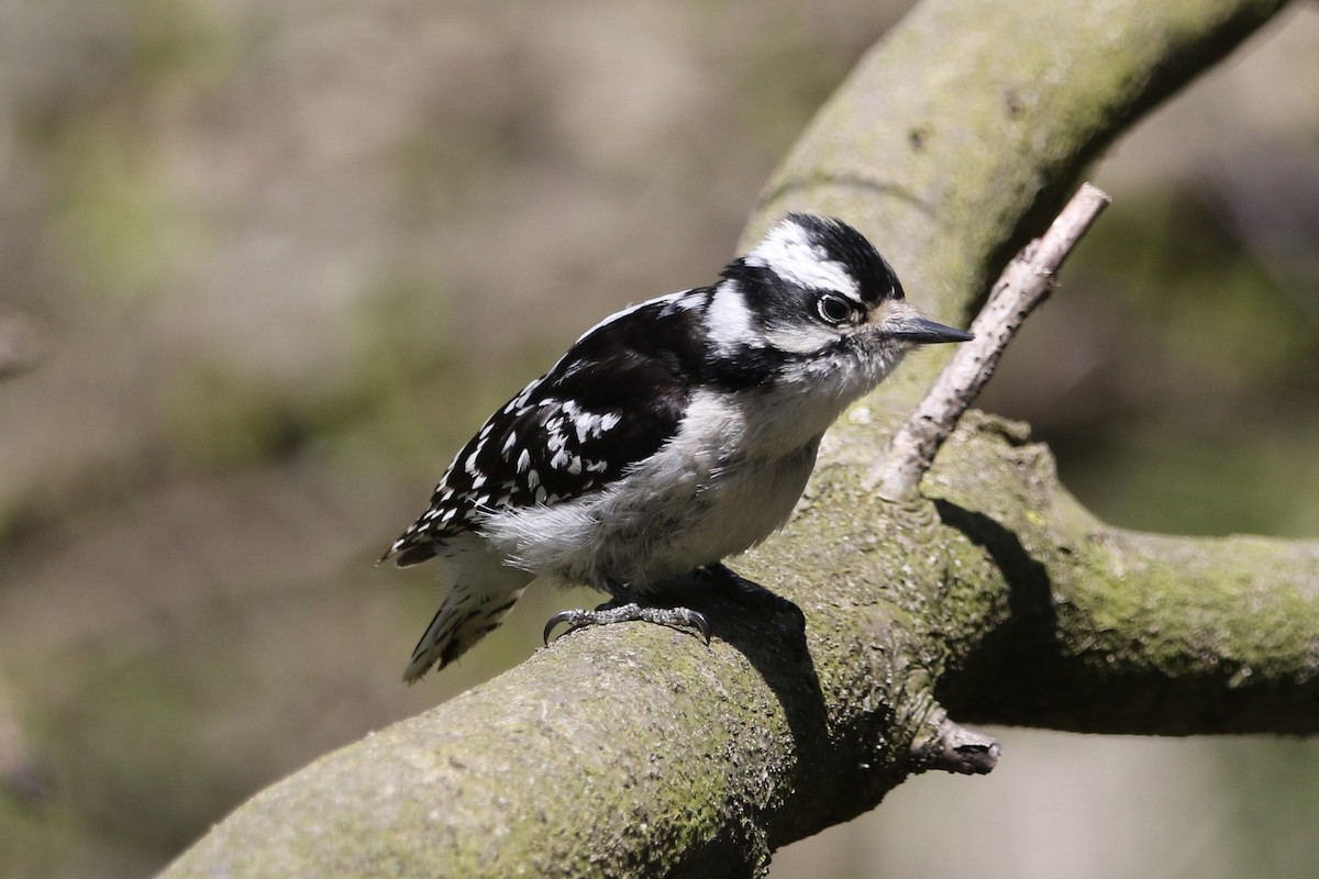 Downy Woodpecker - ML441151521