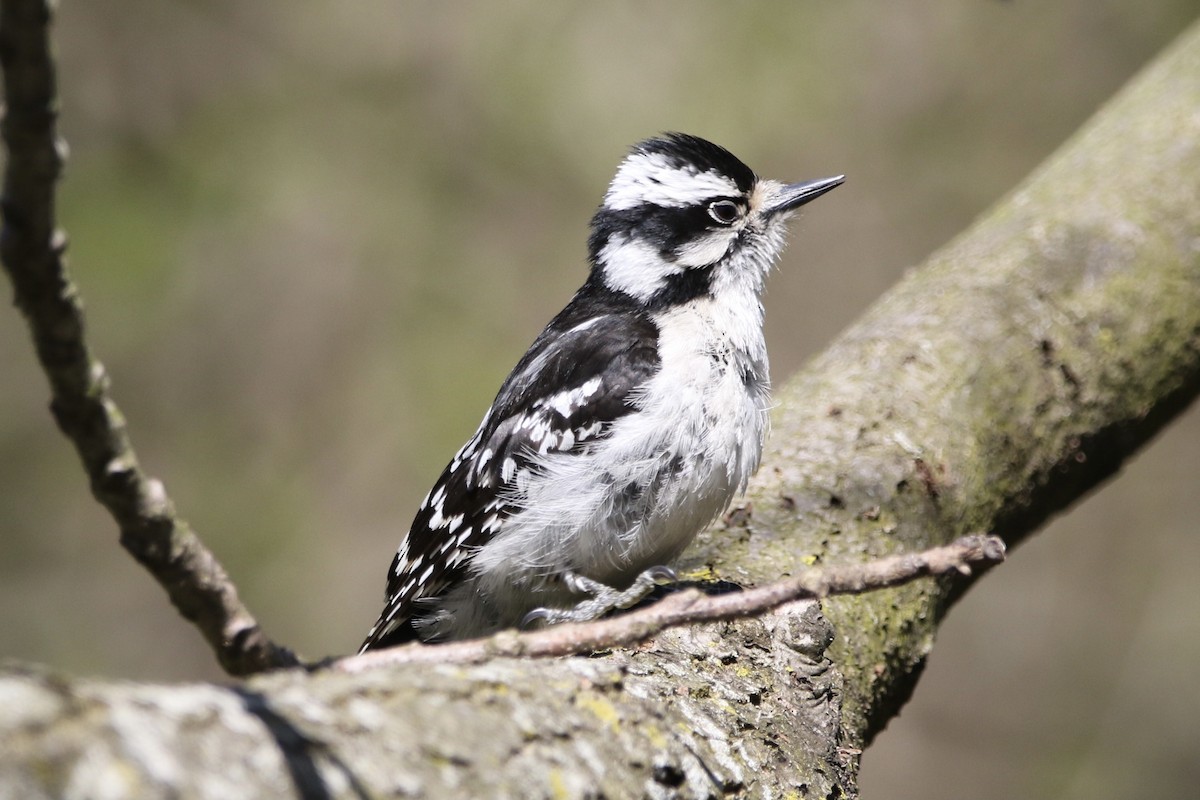 Downy Woodpecker - ML441151531