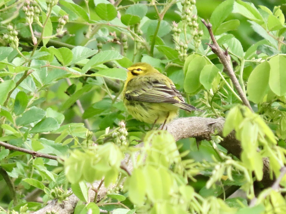 Prairie Warbler - ML441152281
