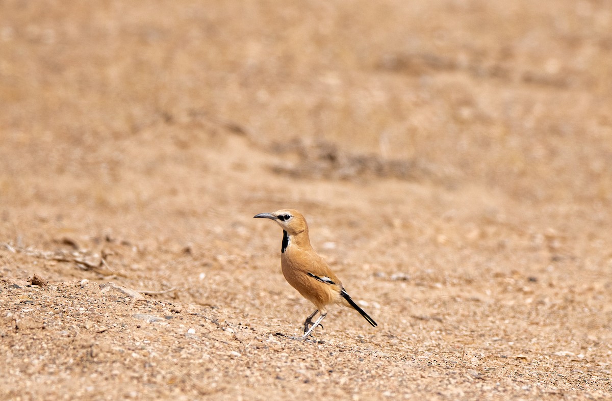 Iranian Ground-Jay - Ali Mousavi