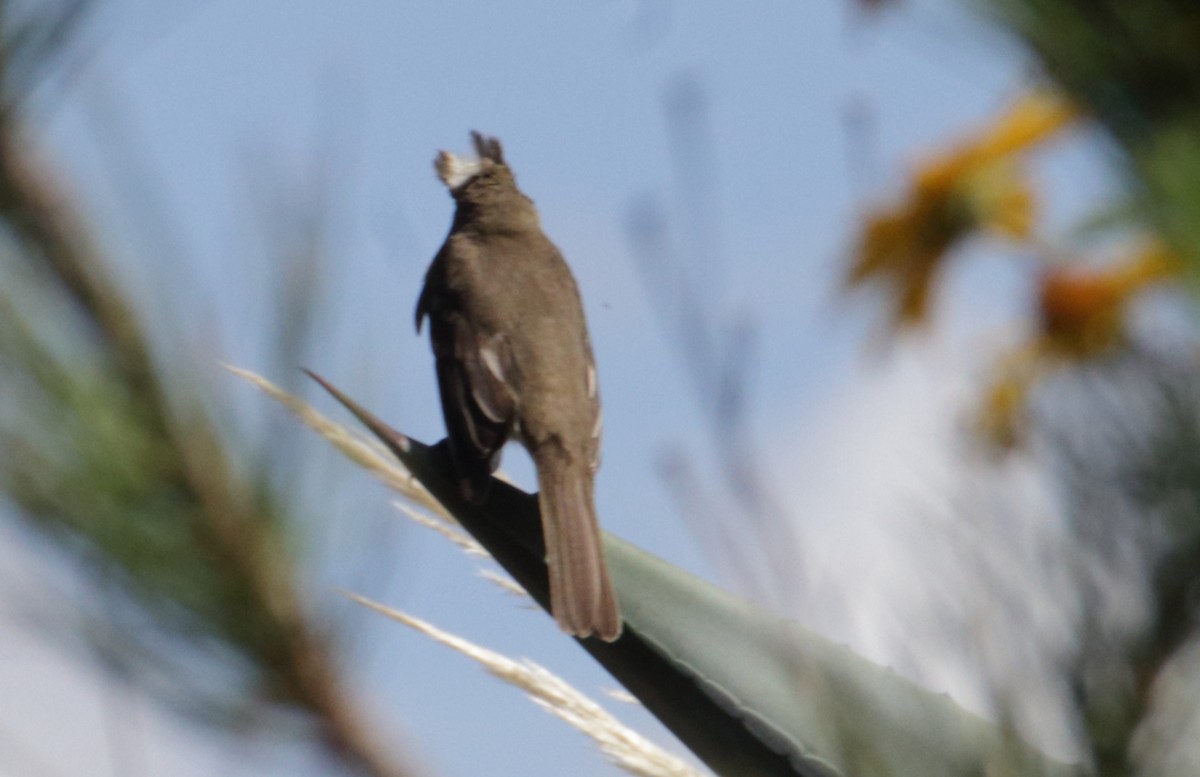 White-crested Elaenia - ML441152851