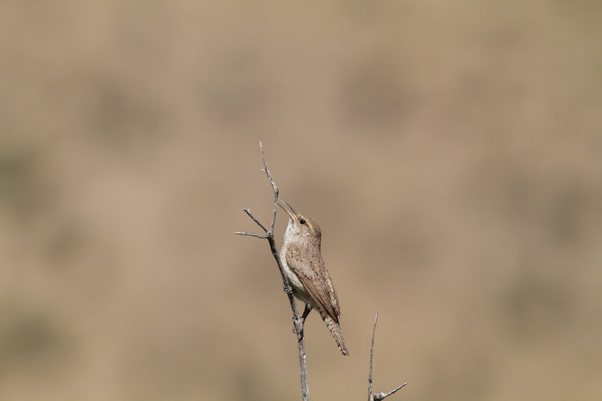 Rock Wren - ML441154041