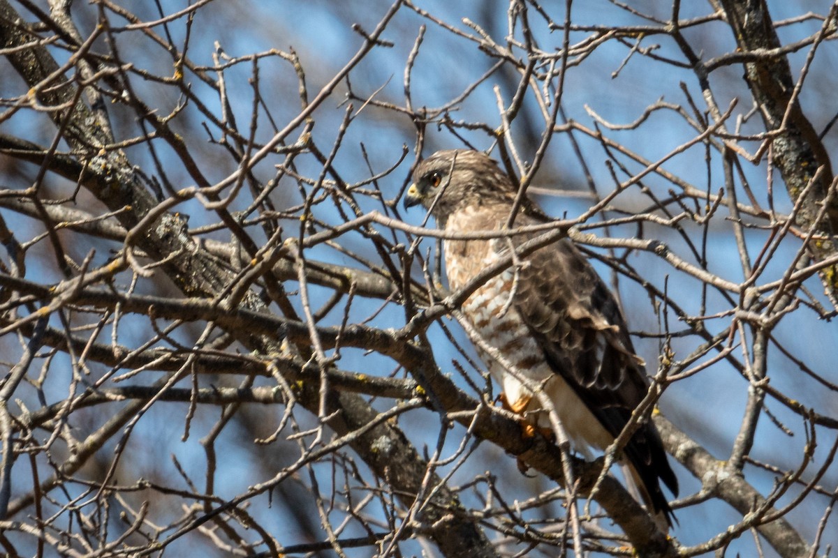 Broad-winged Hawk - ML441155381