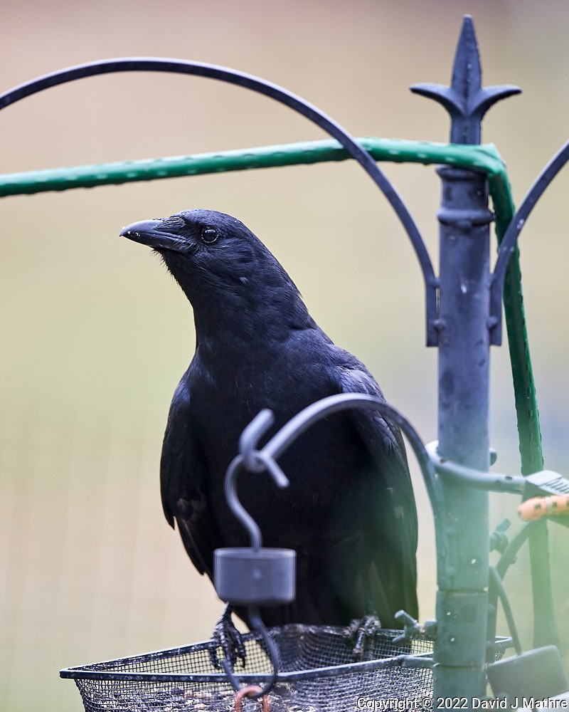 American Crow - David Mathre