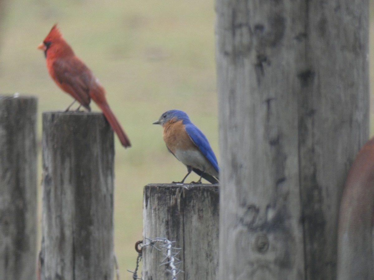 Eastern Bluebird - Valeri Ponzo