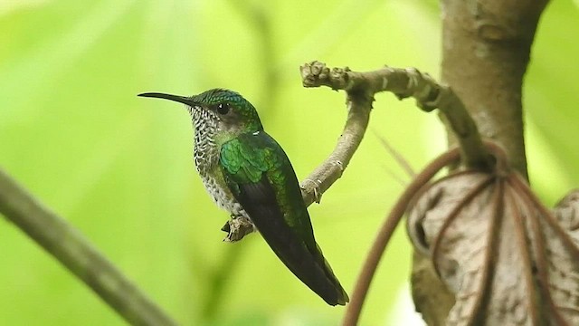 kolibřík skvrnitoprsý - ML441158041