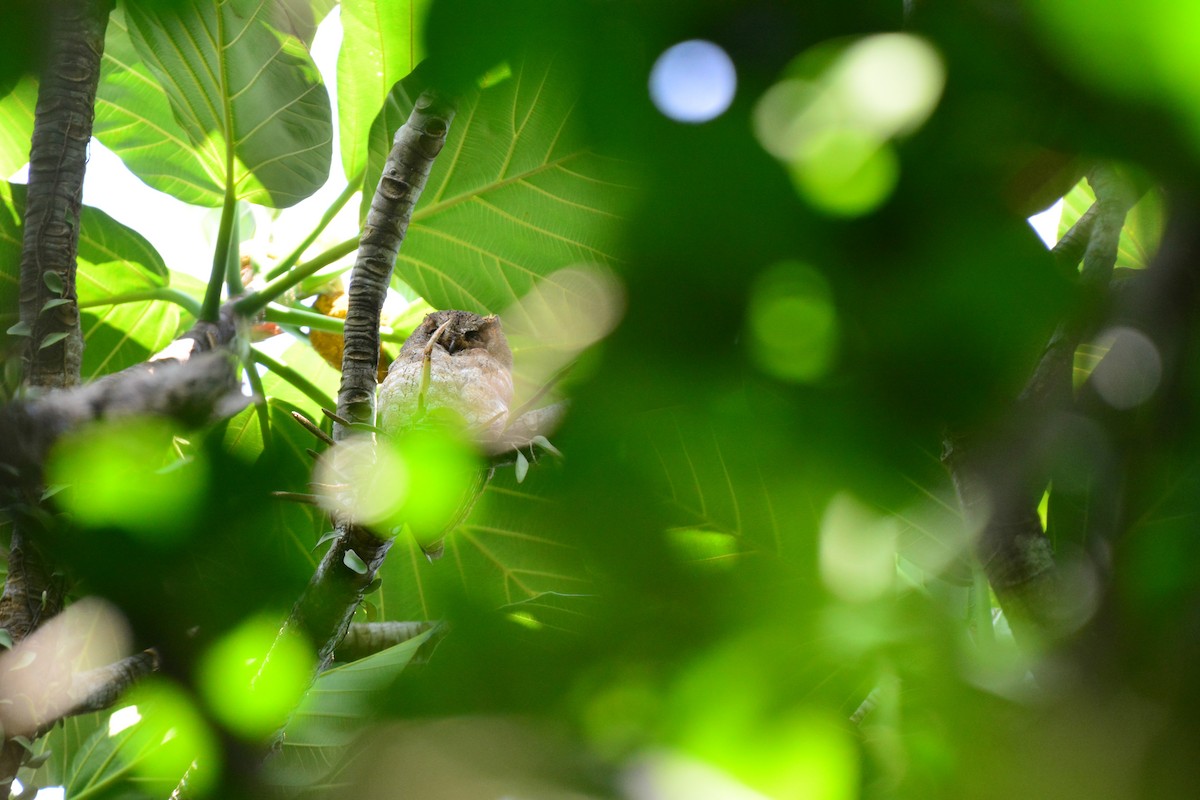 Ryukyu Scops-Owl - ML441159091