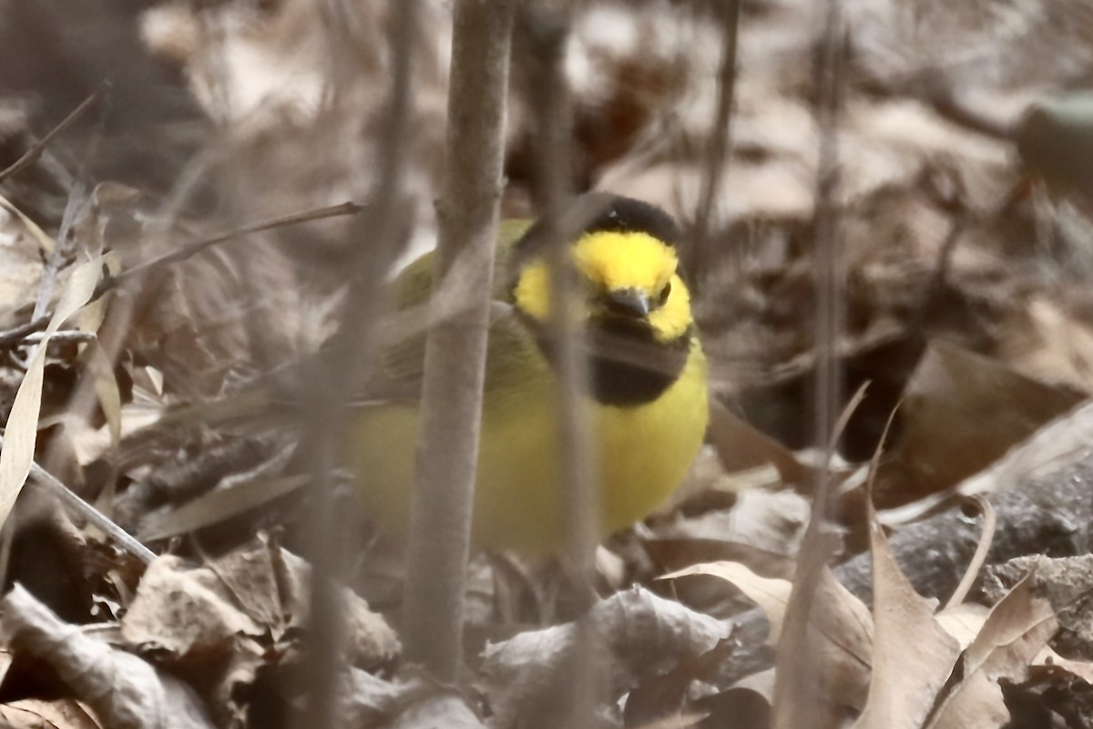 Hooded Warbler - ML441160131