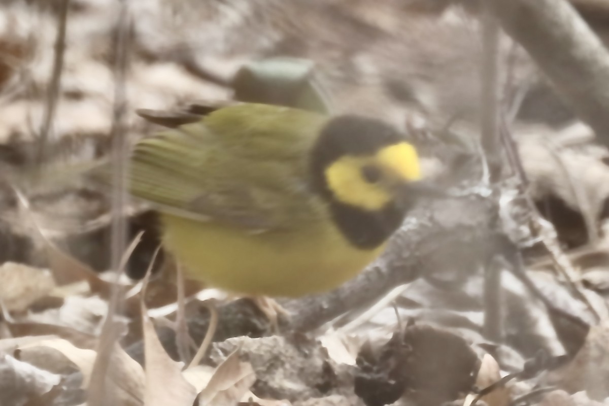 Hooded Warbler - ML441160141