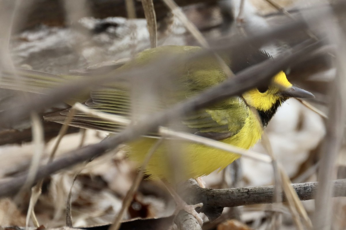 Hooded Warbler - ML441160151