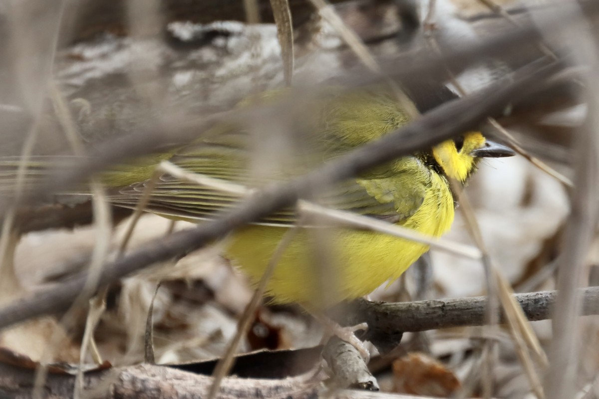 Hooded Warbler - ML441160161