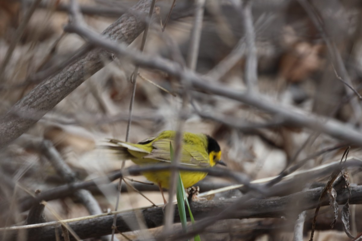 Hooded Warbler - ML441160171