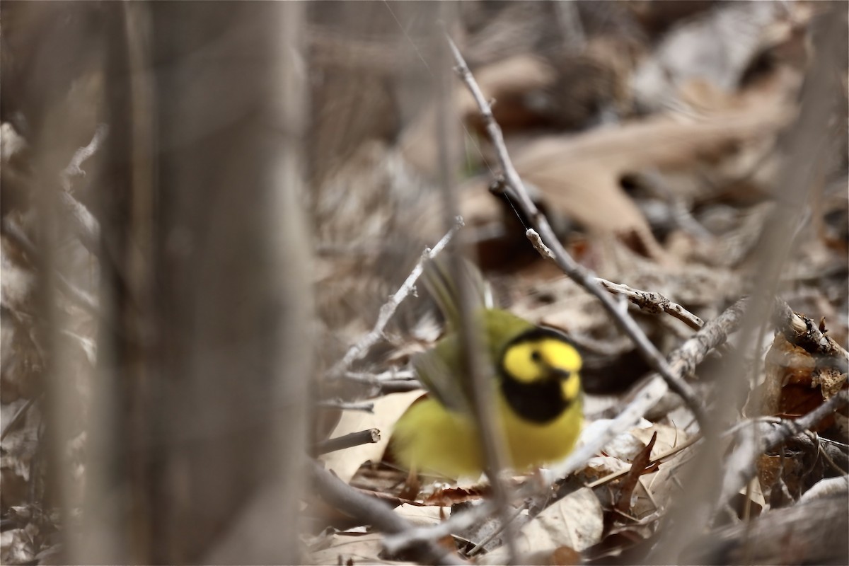 Hooded Warbler - ML441160181