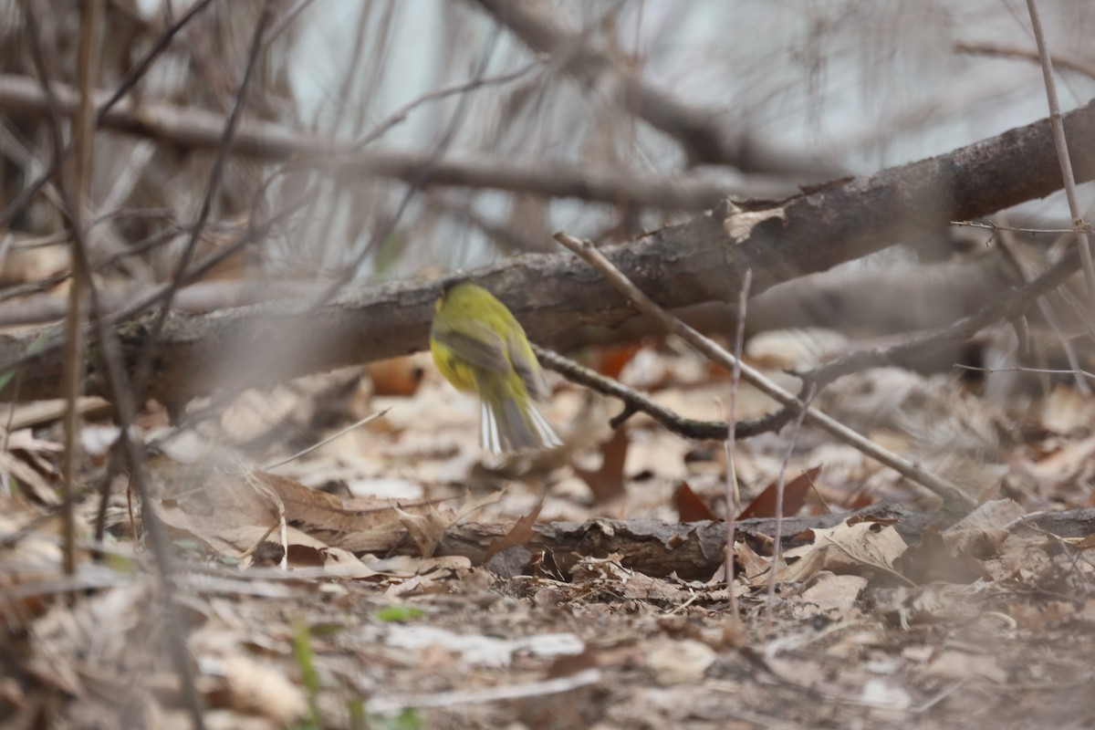 Hooded Warbler - ML441160191