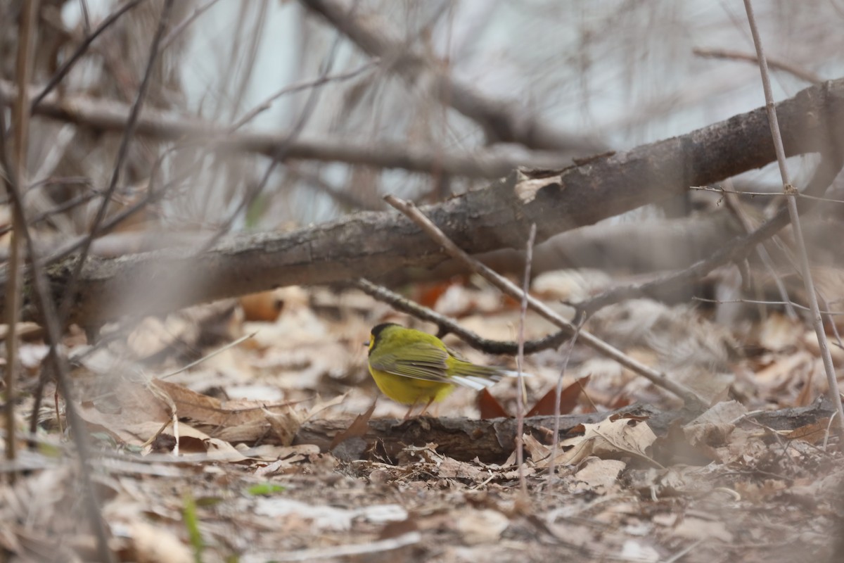 Hooded Warbler - ML441160211