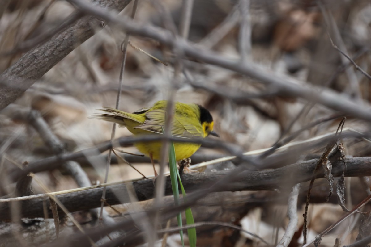 Hooded Warbler - ML441160221