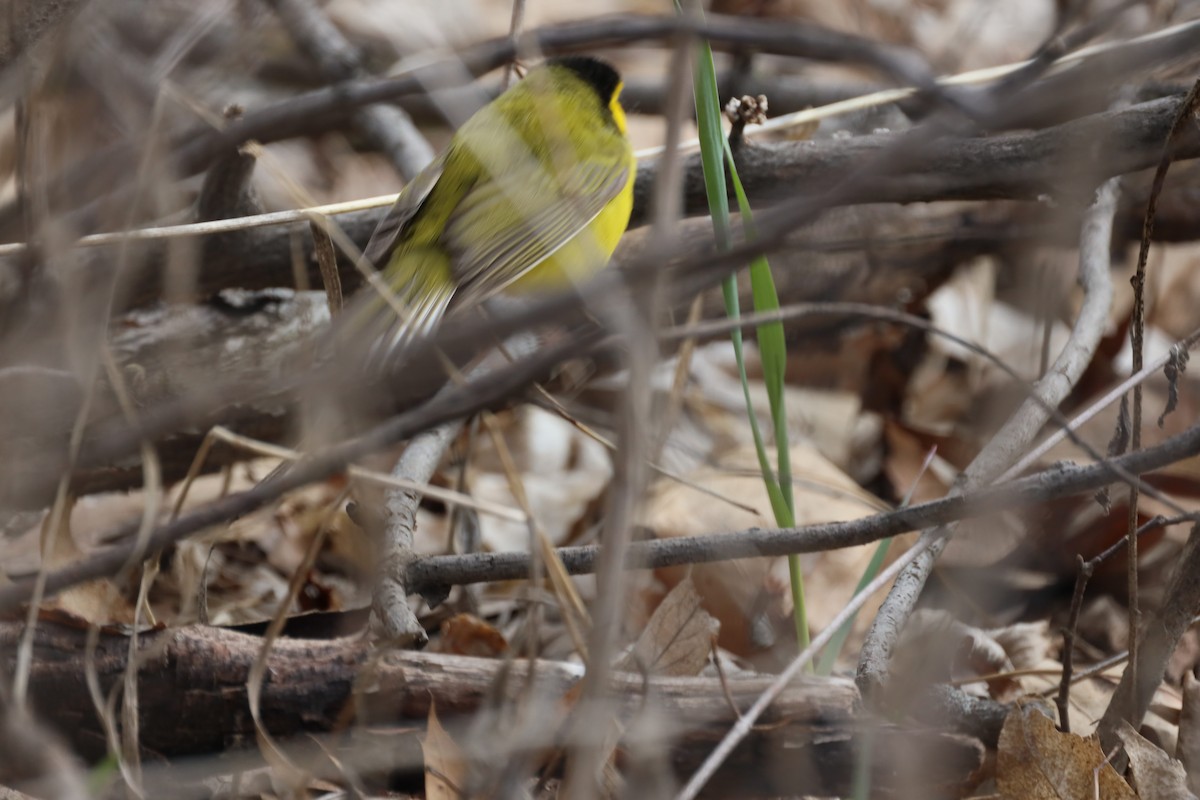 Hooded Warbler - Ira Blau