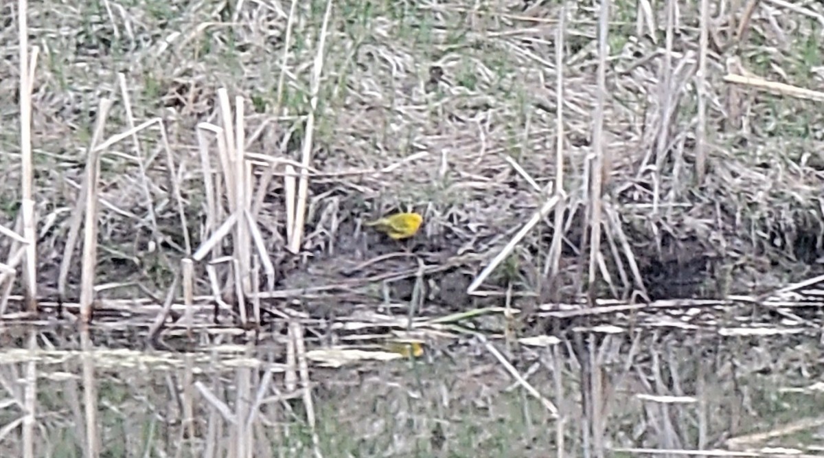 Northern Yellow Warbler - ML441160241