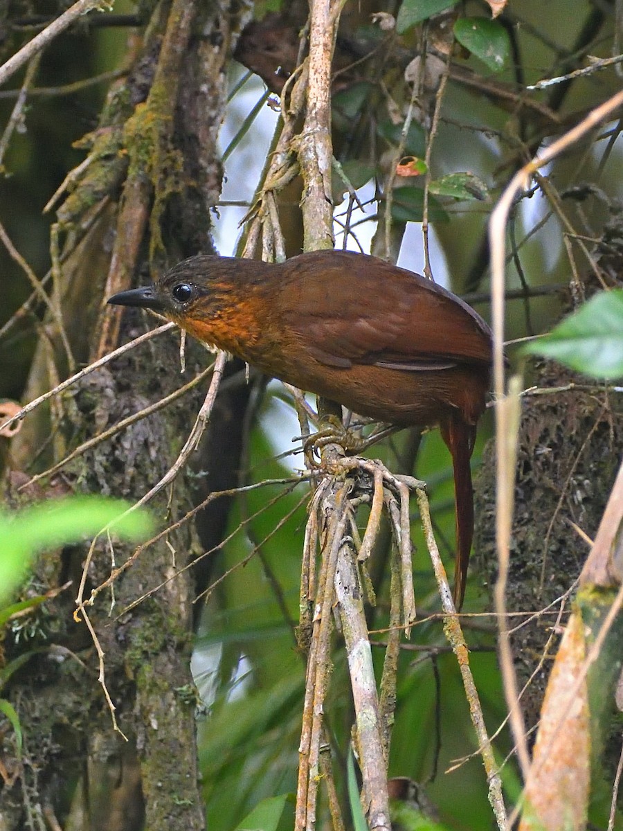 Streak-breasted Treehunter - ML441162441