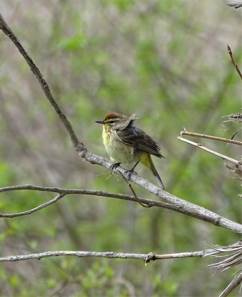 Palm Warbler - ML441162961