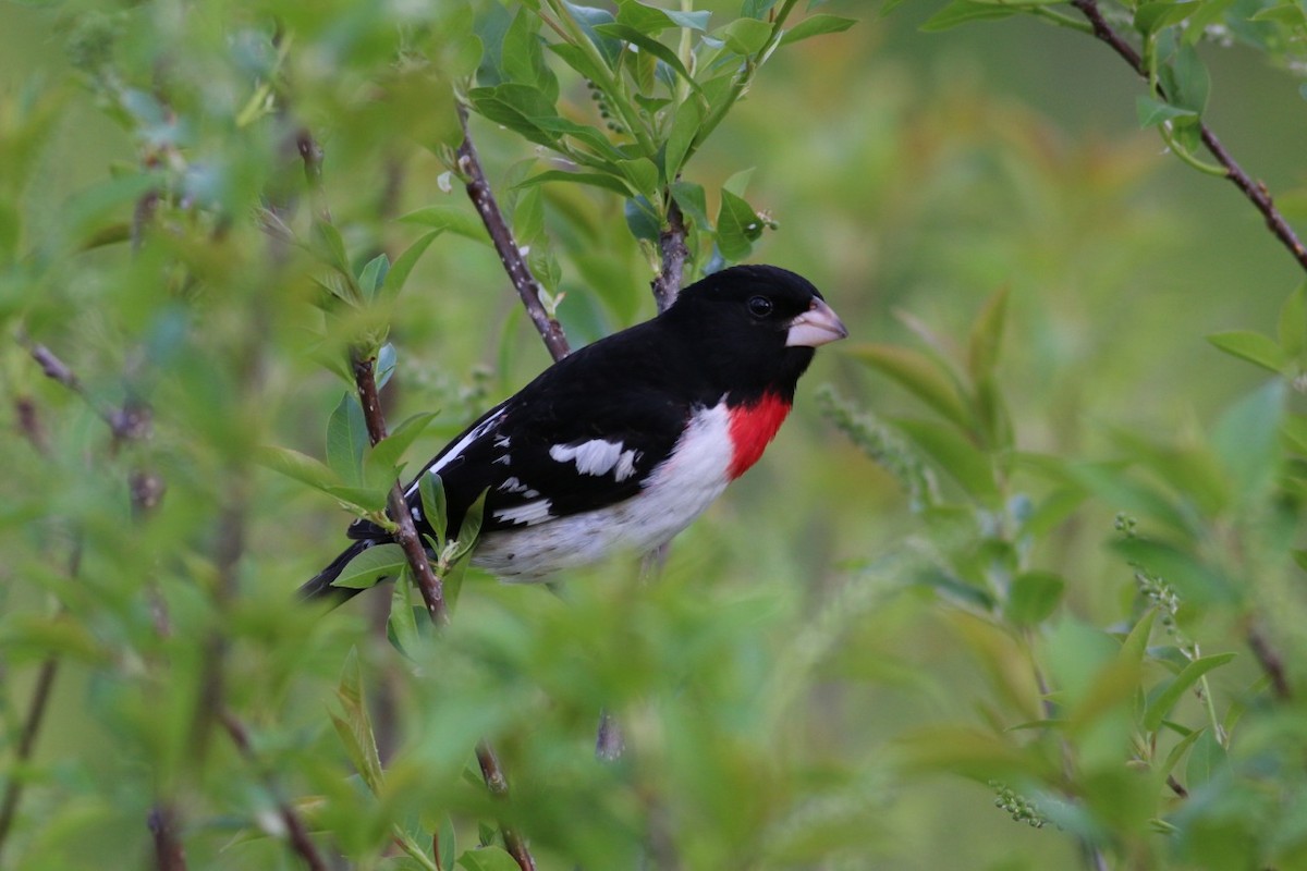 Rose-breasted Grosbeak - ML44116301