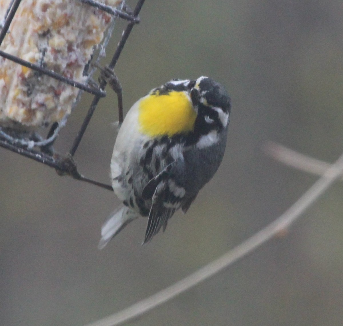 Yellow-throated Warbler - ML441163391