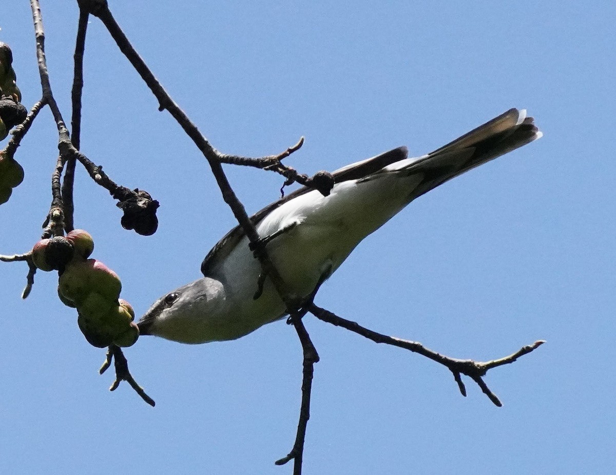 Kül Rengi Minivet - ML441163631