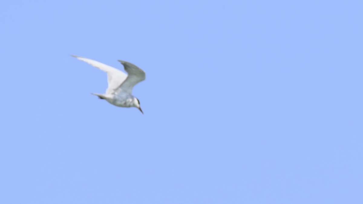 Whiskered Tern - ML441167241