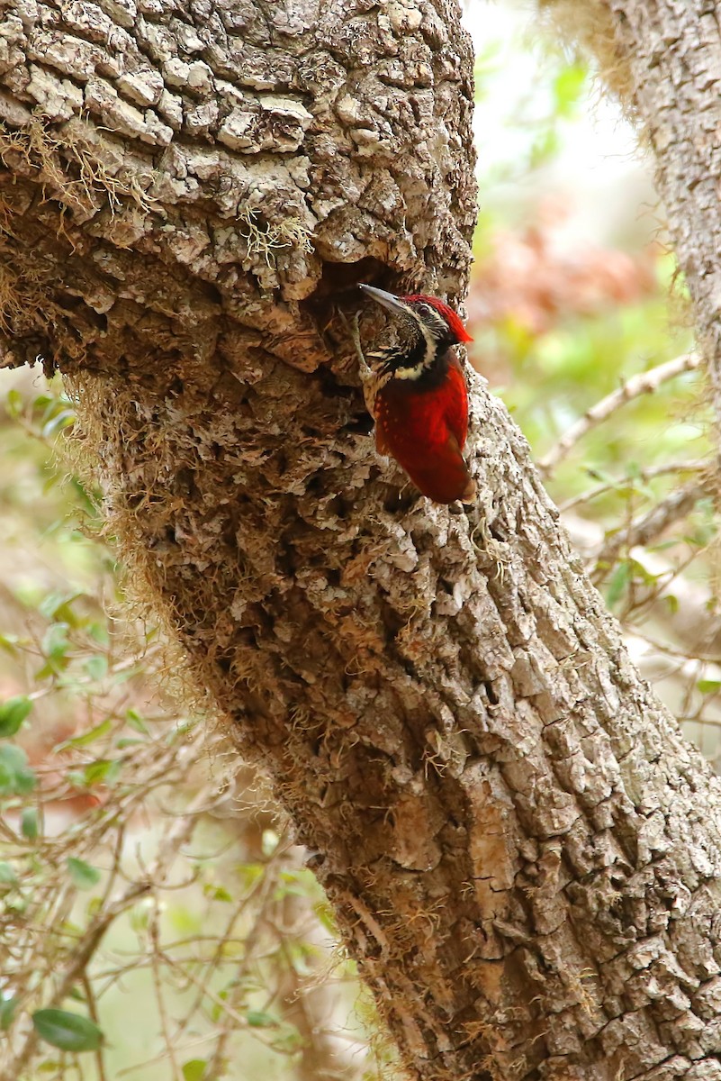 Red-backed Flameback - ML441169621