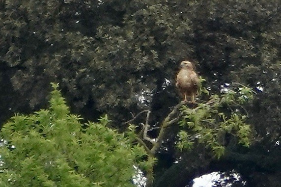 Long-legged Buzzard - ML441169701