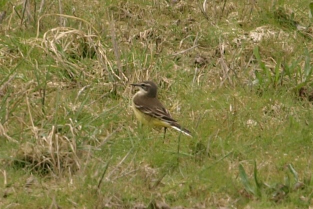 Western Yellow Wagtail (iberiae) - ML441170871