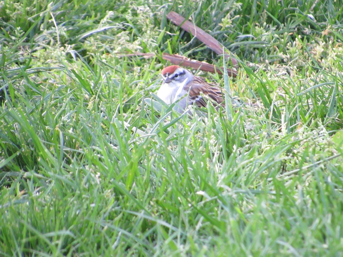 Chipping Sparrow - ML441172541