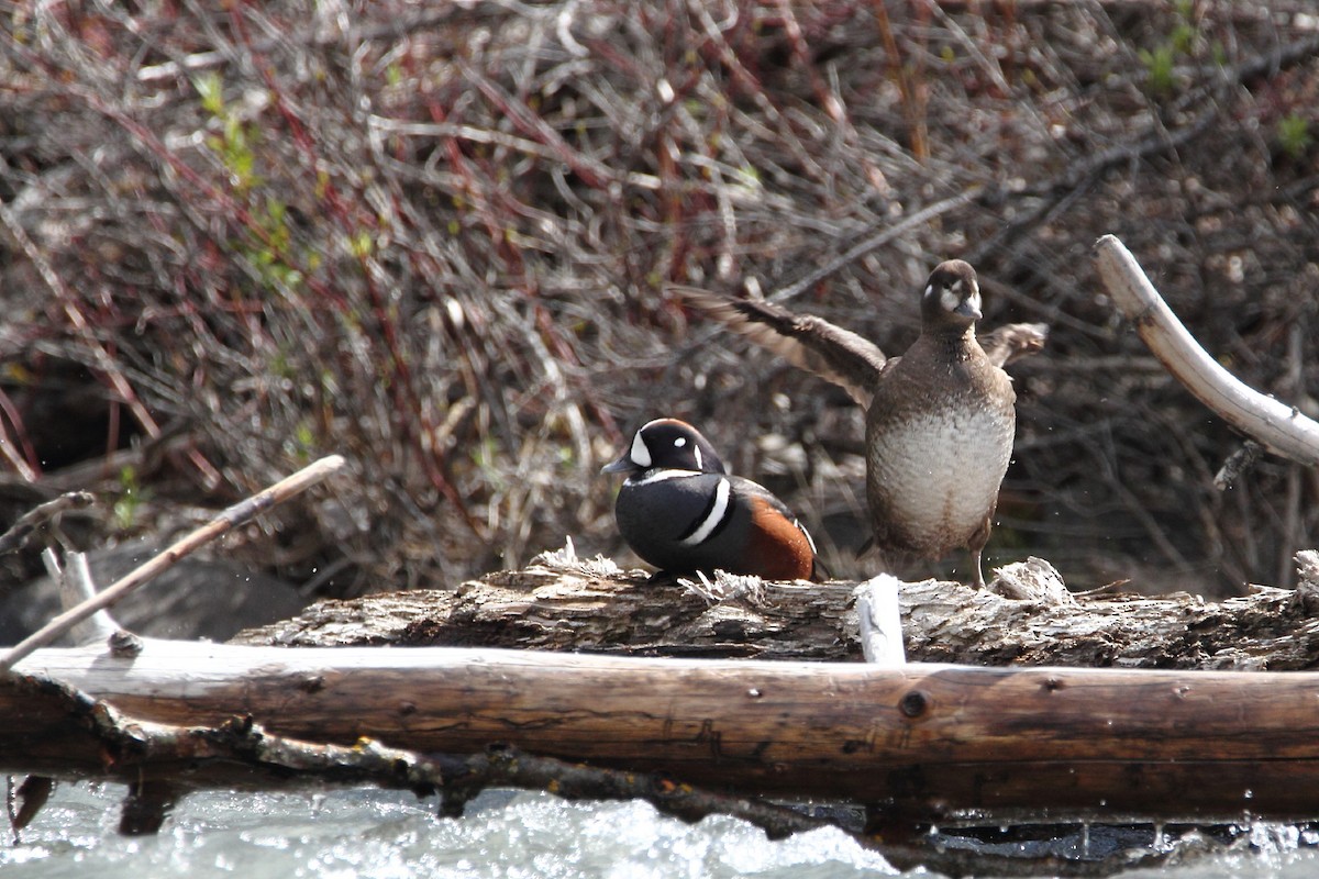 Harlequin Duck - ML441172691