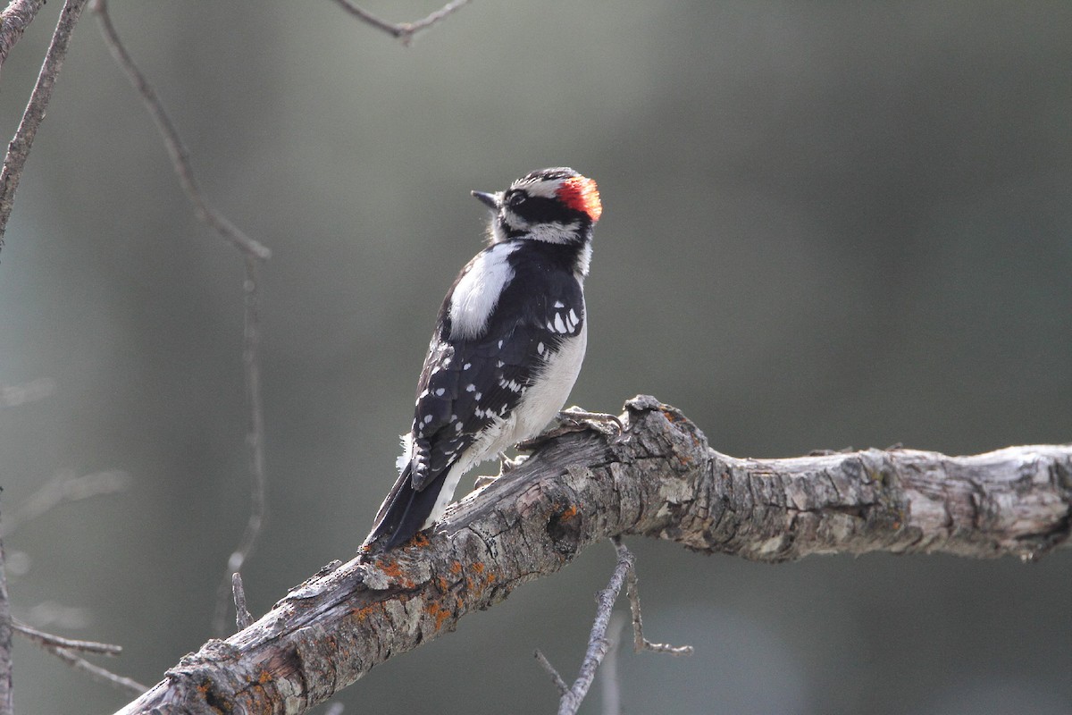 Downy Woodpecker - ML441172711
