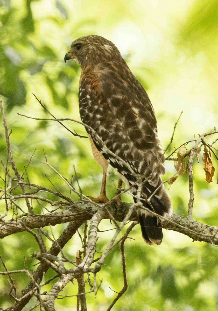 Red-shouldered Hawk - ML441173771