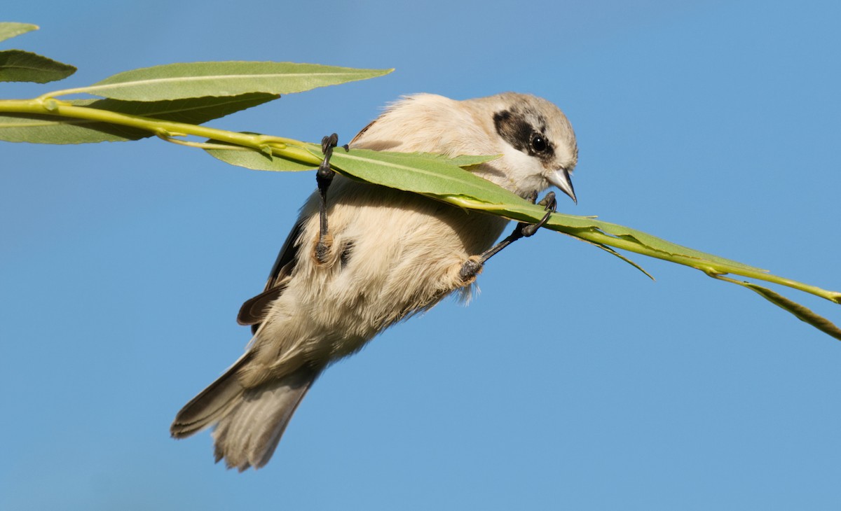 Dilindari kopetazuria - ML441173901