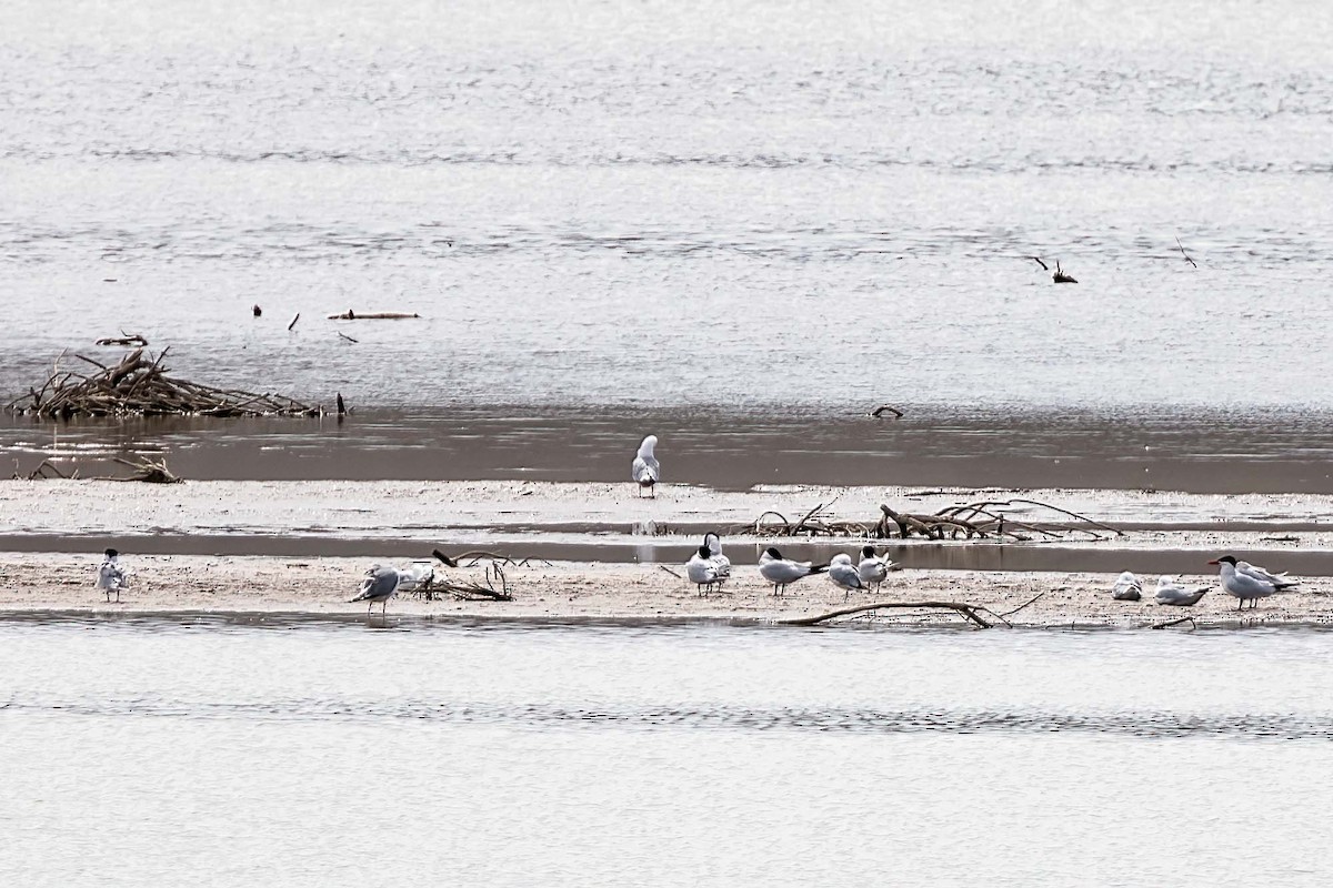 Caspian Tern - ML441175131