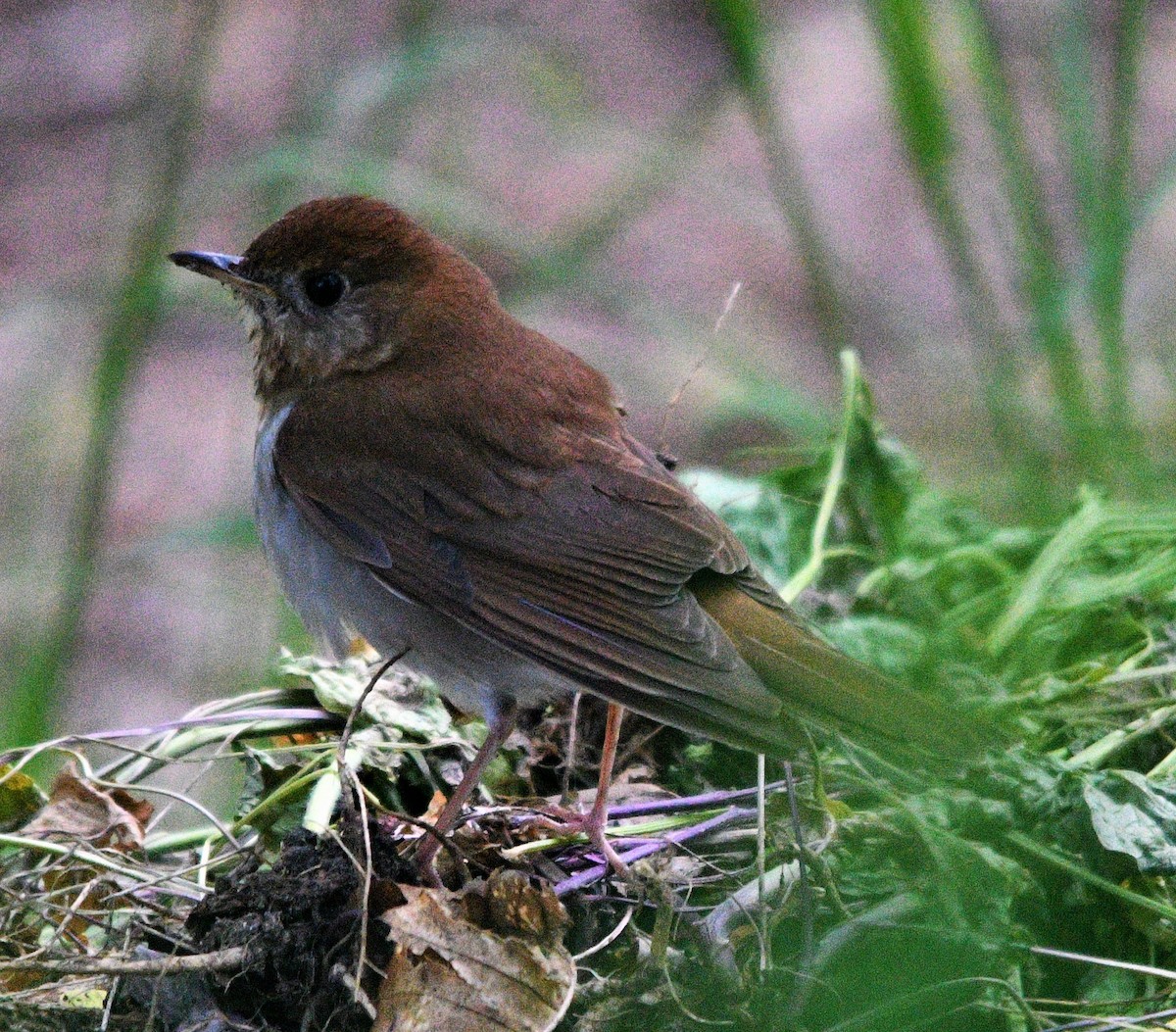 Veery - ML441175431