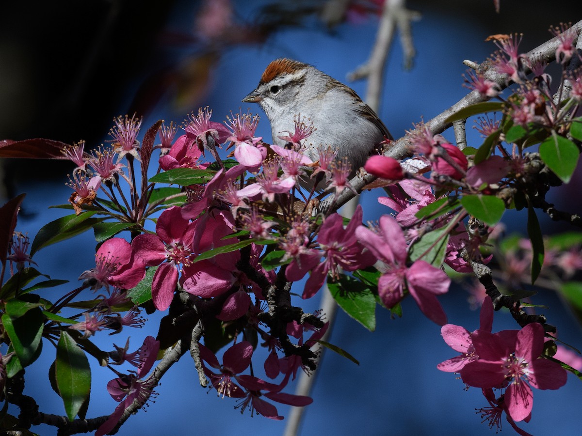 Chipping Sparrow - ML441175541