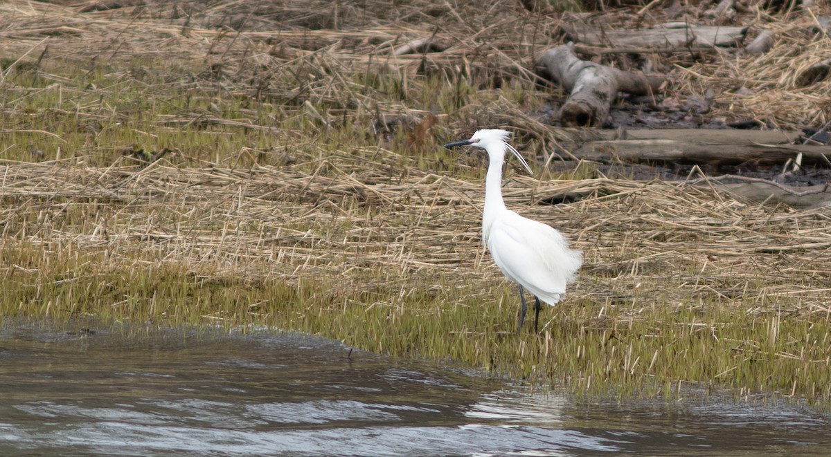 Snowy x Little Egret (hybrid) - Doug Hitchcox