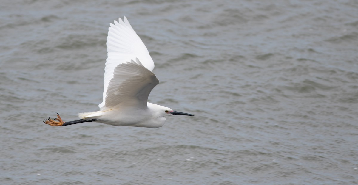 Snowy x Little Egret (hybrid) - Doug Hitchcox