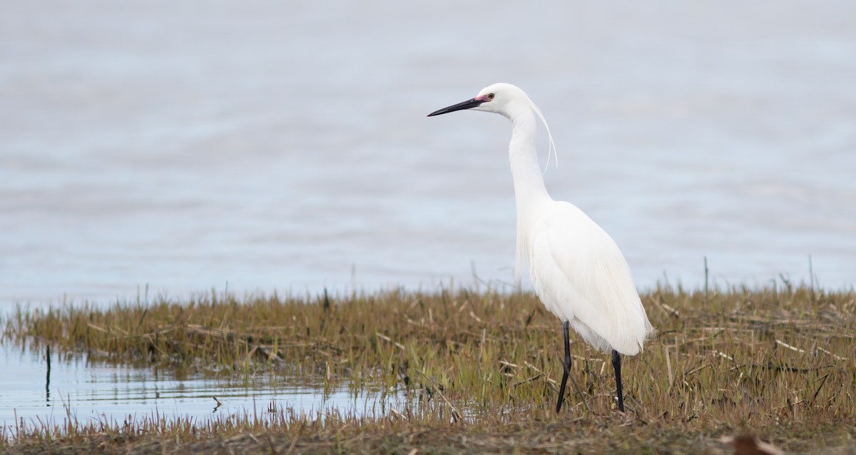 Snowy x Little Egret (hybrid) - Doug Hitchcox