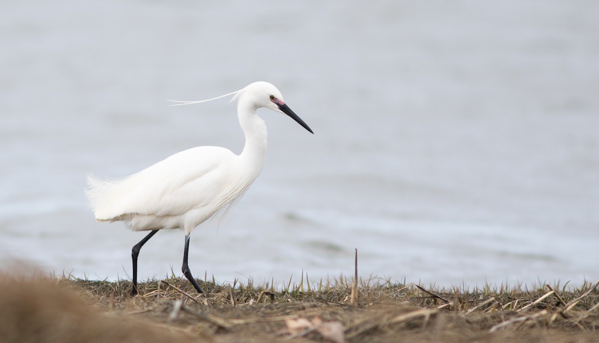 Snowy x Little Egret (hybrid) - Doug Hitchcox