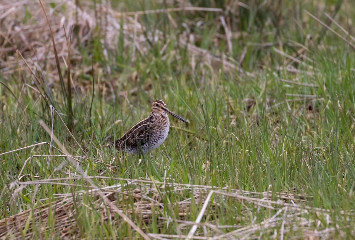 Wilson's Snipe - ML441179831