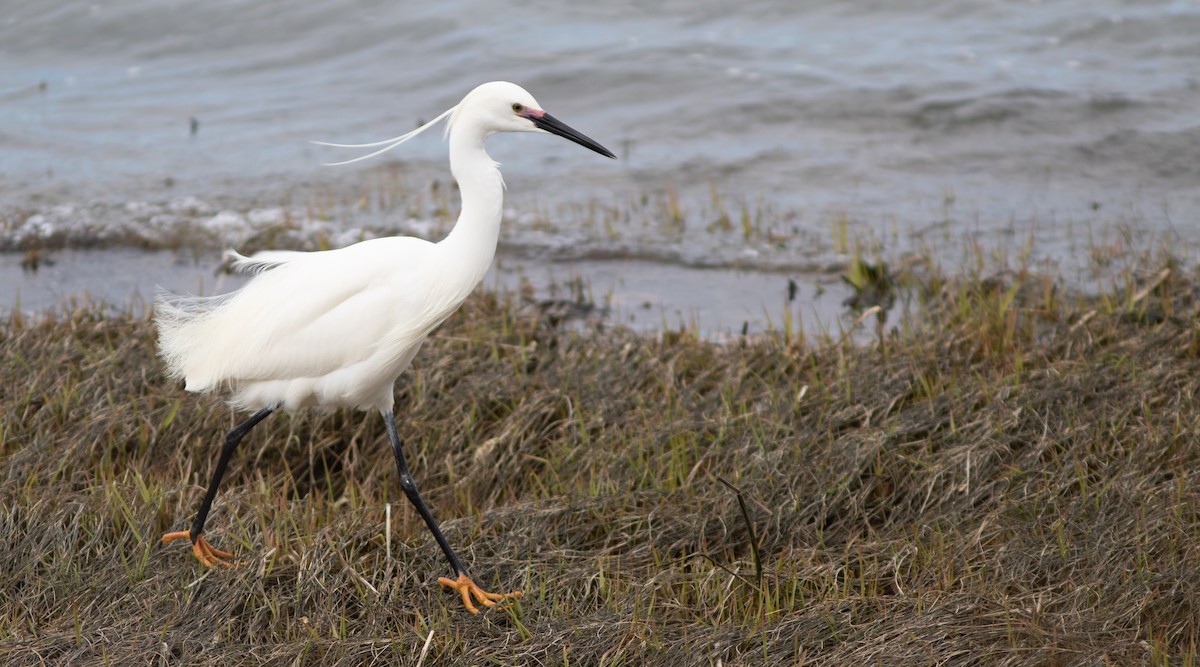 Snowy x Little Egret (hybrid) - Doug Hitchcox